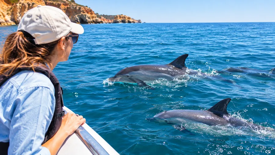 Best Time for Dolphin Watching in the Algarve