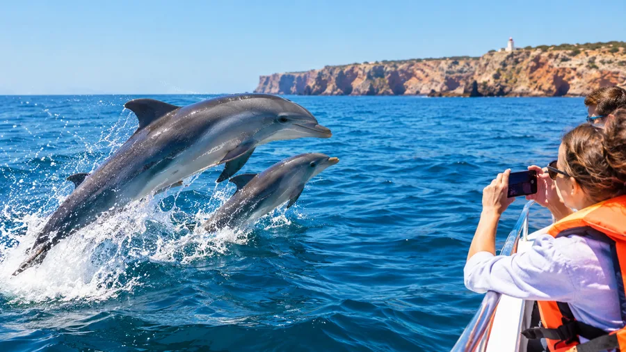 Dolphin Watching in Sagres, Faro and Portimão