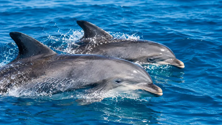 Lagos Dolphin Watching and Boat Tours Guide