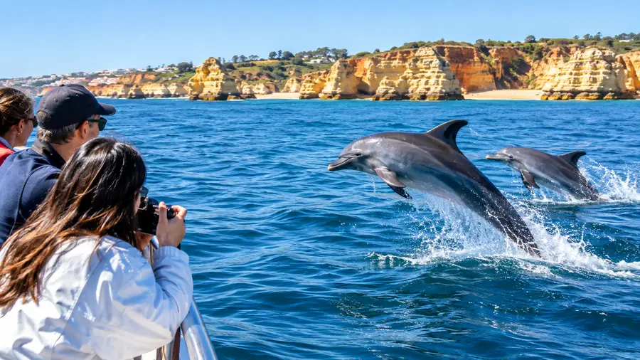 Whale Watching in the Algarve: Species and Tours