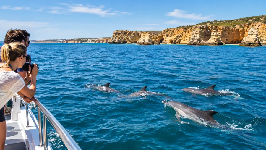 dolphin watching algarve